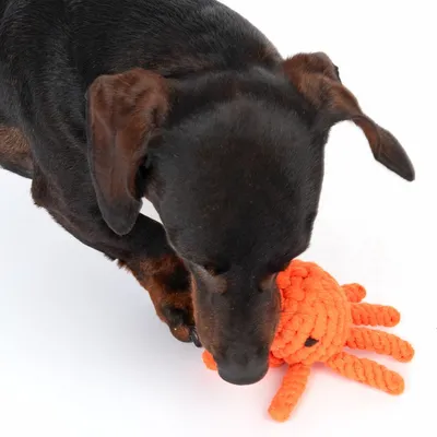 Cão de pelo curto castanho a brincar com brinquedo de corda laranja em forma de polvo.