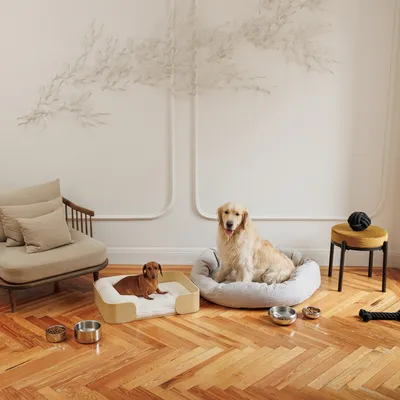 Dos perros en una sala de estar, uno en una cama para perros gris, el otro en una cama para perros de madera. Junto a ellos comederos y juguetes en el suelo.