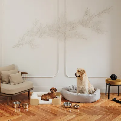 Két kutya különböző kutyaágyakban, etetőtálak és játékok között, fa padlós nappaliban.