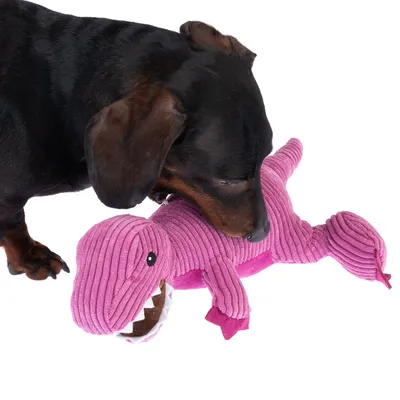 Hund leger med lyserødt dinosaur-plyslegetøj. Legetøj af ribbet stof med synlige tænder og øjne.
