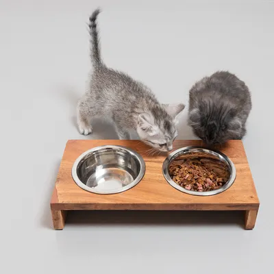Zwei Katzen fressen aus einem Holz-Futternapf mit zwei Edelstahl-Schalen, eine leer und eine gefüllt mit Futter.