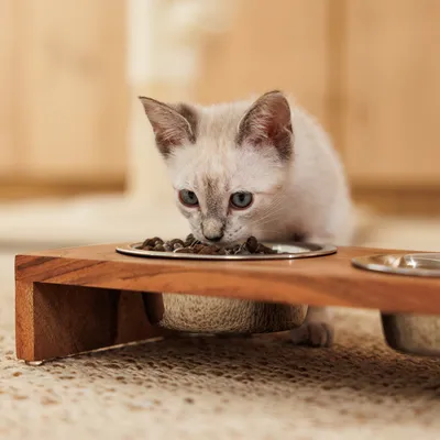 Kleine Katze frisst aus erhöhtem Holzfutternapf mit zwei Edelstahlschalen, geeignet für komfortables Fressen.