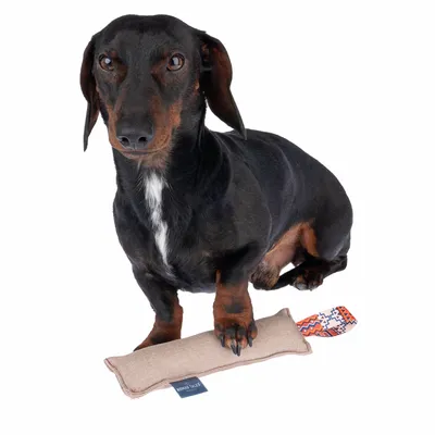 Dark brown dog with a fabric toy from Nomad Tales, rectangular with a colourful pattern at one end.