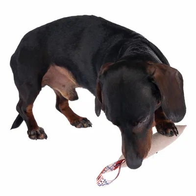 Dachshund playing with a beige fabric toy featuring a colourful loop.