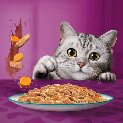 Assiette de nourriture humide pour chat avec morceaux de viande et carottes en sauce, chat gris tigré regardant la nourriture, fond violet.