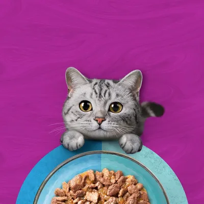 Jumbopakke WHISKAS DUO porsjonsposer 96 x 85 g