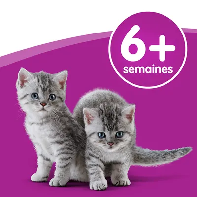 Chatons gris tigrés sur fond violet avec texte « 6+ semaines » dans un cercle blanc, indiquant l’âge recommandé pour le produit ou service.