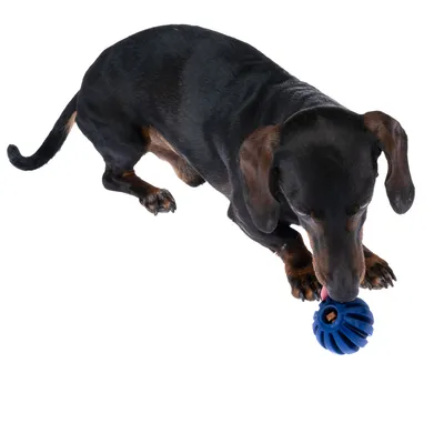 Chien teckel jouant avec une balle bleue en plastique rainurée, vue de dessus sur fond blanc.
