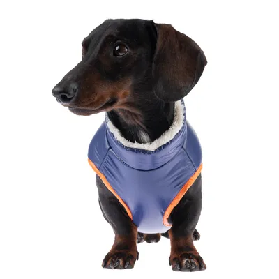Dackel trägt eine blaue Hundejacke mit orangefarbenen Akzenten und weissem Innenfutter.