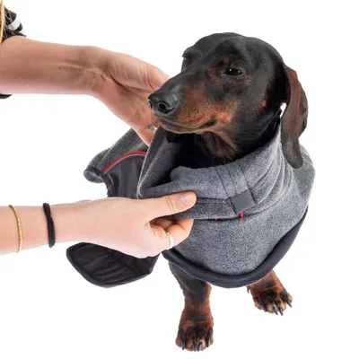 Hund wird in eine graue Fleecejacke mit rotem Akzent gekleidet. Demonstration der Anziehweise für Hundebekleidung.