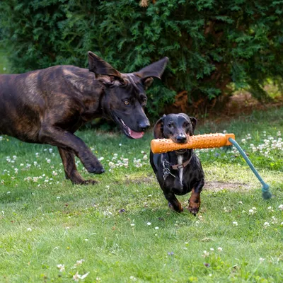 To hunde leger i haven med et orange hundelegetøj af plast med håndtag.