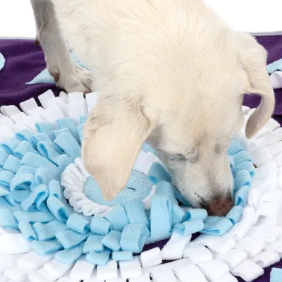Hund snuser i en snusemåtte af blå-hvidt stof, egnet til søgelege og aktivering.