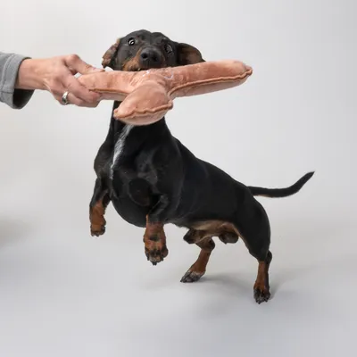 Hund spielt mit einem braunen Plüschspielzeug, das von einer Hand gehalten wird.
