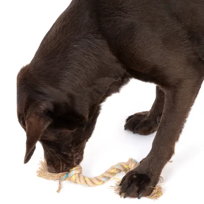 Brown dog playing with a braided rope toy made from natural fibres.