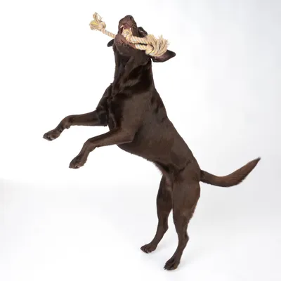 Brun hund leger med et tyggelegetøj af reb. Viser brugen af robust legetøj til hunde.