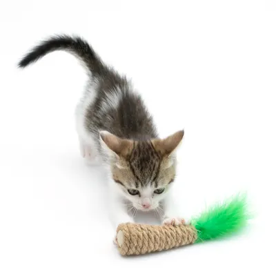 Gatito juega con un juguete de cuerda y adorno de pluma verde.