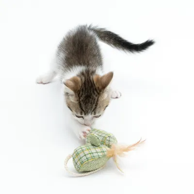 Chaton jouant avec une souris en tissu vert à motif quadrillé et plume beige, jouet pour chat visible sur fond blanc.