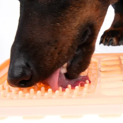 Hund leckt eine orangefarbene Schleckmatte mit strukturierten Oberflächen, geeignet für langsames Fressen oder Beschäftigung.