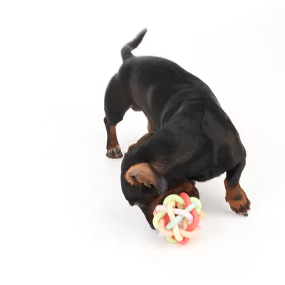 Dog playing with a colourful chew toy shaped like a knot.