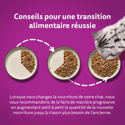 Conseils pour une transition alimentaire réussie. Texte : changer la nourriture du chat progressivement en augmentant la nouvelle et réduisant l’ancienne jusqu’à remplacement complet.