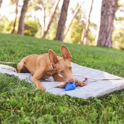 Hund spielt auf einer grauen Matte im Freien mit einem blauen Spielzeug. Produkt zeigt Nutzung von Hundespielzeug und Outdoor-Zubehör.