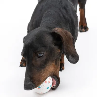 Hond speelt met witte bal met kleurrijke patronen.