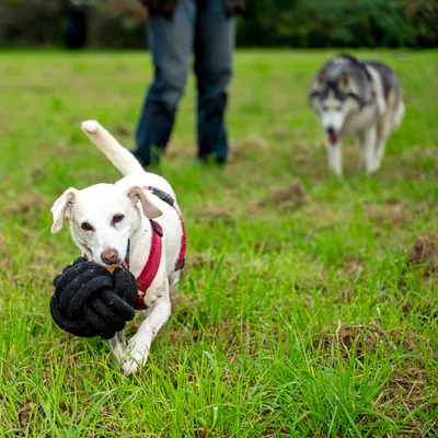 Hond met rood tuigje draagt een zwart knoopspeeltje op een grasveld, een andere hond op de achtergrond.