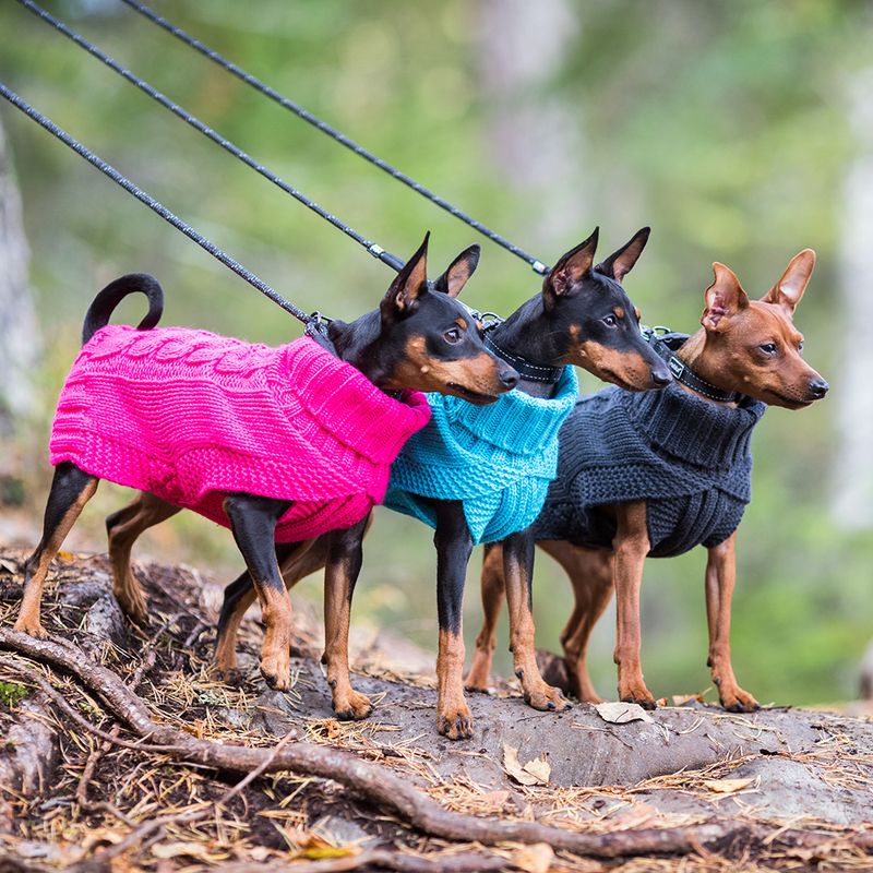 Tres perros con jerséis de punto: rosa, azul y negro, con correa en el bosque. Muestra diferentes colores y diseños de ropa para perros.