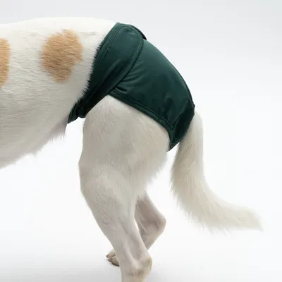 Cane con pannolino verde per cani, vista laterale. Prodotto di supporto per incontinenza o calore.