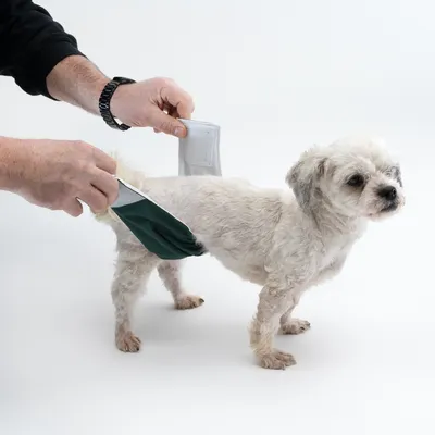 Demonstration des Anlegens einer Hundewindel an einen kleinen weissen Hund. Hände halten die Windel und befestigen sie am Körper des Hundes.