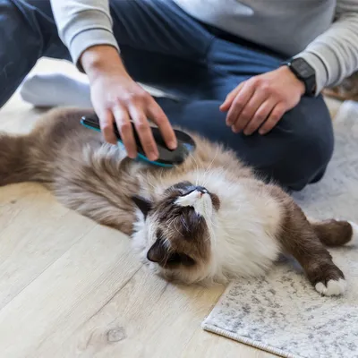Person borstar en långhårig katt med en pälsvårdsborste på ett trägolv. Visar användning av en vårdprodukt för husdjur.