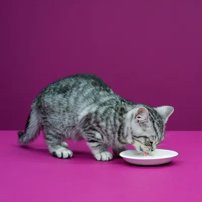 Graues Kätzchen trinkt aus einem weissen Napf vor einem pinken Hintergrund.