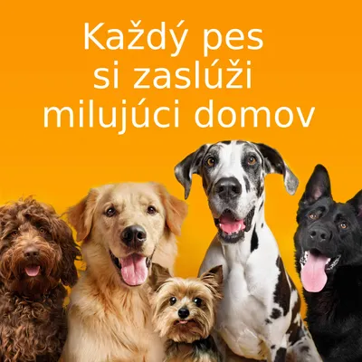Text: Každý pes si zaslúži milujúci domov. Päť rôznych psov na oranžovom pozadí.
