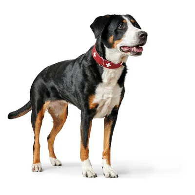 Cane con collare rosso decorato con simboli a croce bianchi. Il prodotto mostra un esempio di collari per cani.