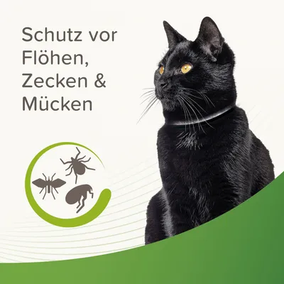 Schutz vor Flöhen, Zecken und Mücken. Schwarze Katze mit Halsband.