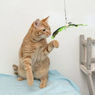 Kat speelt met hangend kattenspeeltje met groene en zwarte veren, bevestigd aan een draad. Speeltje bevat ook een houten bal.