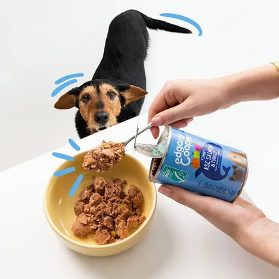 Edgard Cooper boîte de nourriture humide au saumon et poulet servie dans un bol jaune. Certifié ASC, sans additifs artificiels.