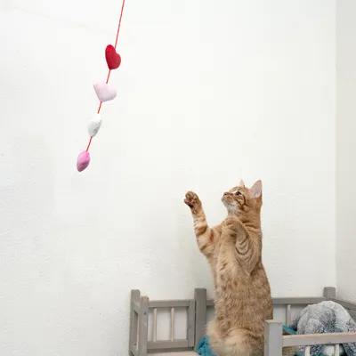 Katt leker med ett rött lekspö med fyra hjärtformade tygberlocker i rött, rosa och vitt.
