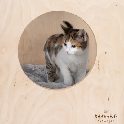 Katzenhaus aus Holz mit rundem Eingang, Katze sitzt auf grauem Kissen. Marke: Natural Paradise.