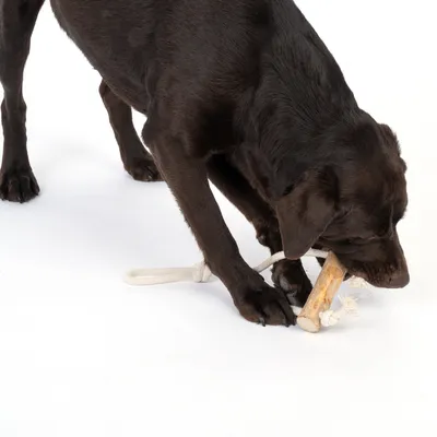 Perro juega con un juguete para masticar de madera y cuerda sobre fondo blanco.