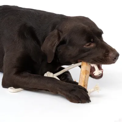 Perro marrón mordiendo un juguete de madera y cuerda.
