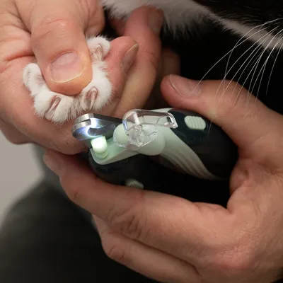 Nahaufnahme einer Person, die mit einem elektrischen Krallenschneider die Krallen einer Katze schneidet. Gerät mit LED-Licht und Schutzabdeckung sichtbar.