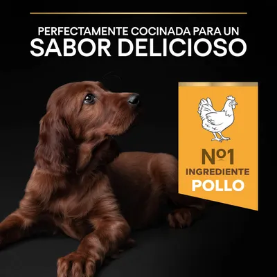 Texto: Perfectamente cocinada para un sabor delicioso. Nº1 ingrediente pollo.