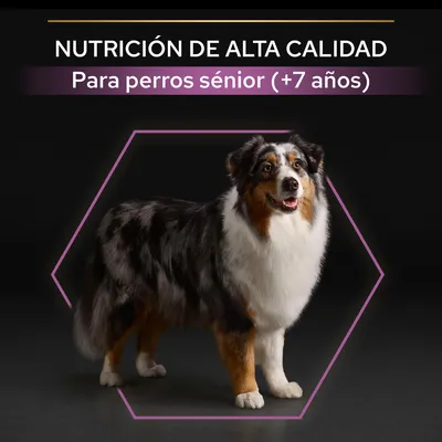 NUTRICIÓN DE ALTA CALIDAD. Para perros sénior (+7 años). Imagen de un perro adulto de pelaje largo y tricolor sobre fondo negro.