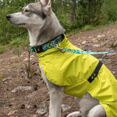 Chien portant un manteau imperméable jaune et un collier bleu-vert avec laisse assortie, marque visible : Hurtta. Boucle de fermeture en plastique sur le manteau.
