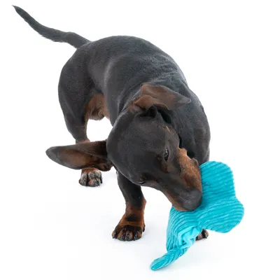 Hund leker med ett blått tygbenformat leksak.