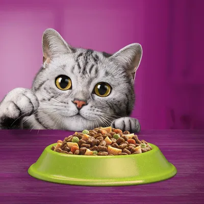 Grey tabby cat looking at a green bowl filled with dry pet food on a purple surface, illustrating product use.