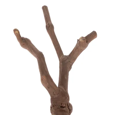 Natural wooden branch with multiple offshoots, suitable for decoration or pet accessories.