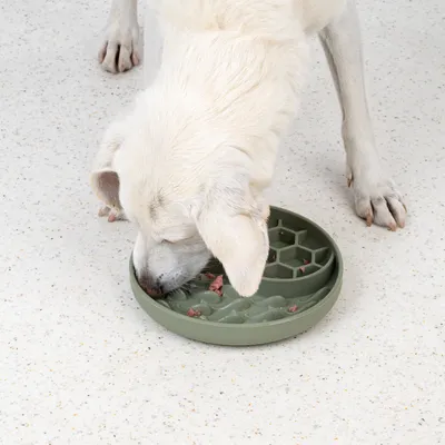 Hund frisst aus einem grünen Anti-Schling-Napf mit verschiedenen Fächern auf hellem Boden.