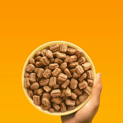 Hand holding a bowl filled with brown, chunky dry pet food pieces against an orange background.